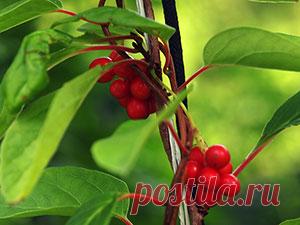 Лимонник китайский – посадка и уход, выращивание лимонника китайского, размножение и обрезка, описание сортов с фото