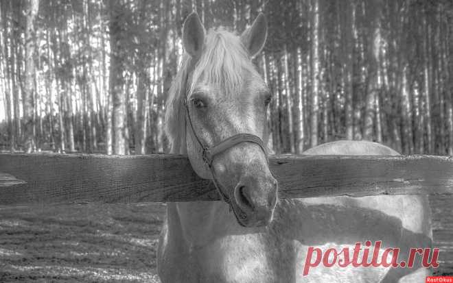 Фото: Белый конь. Фотолюбитель Александра Климина. Фото животных. Фотосайт Расфокус.ру