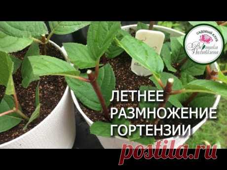 ЛЕТНЕЕ РАЗМНОЖЕНИЕ ГОРТЕНЗИИ