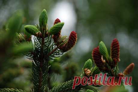 Забытые деликатесы;)) Что возвращается в лоно высокой русской кухни? — Готовим дома