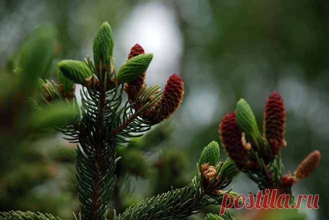 Забытые деликатесы;)) Что возвращается в лоно высокой русской кухни? — Готовим дома