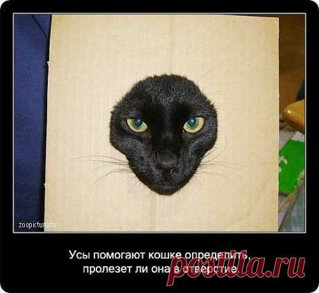 о кошках