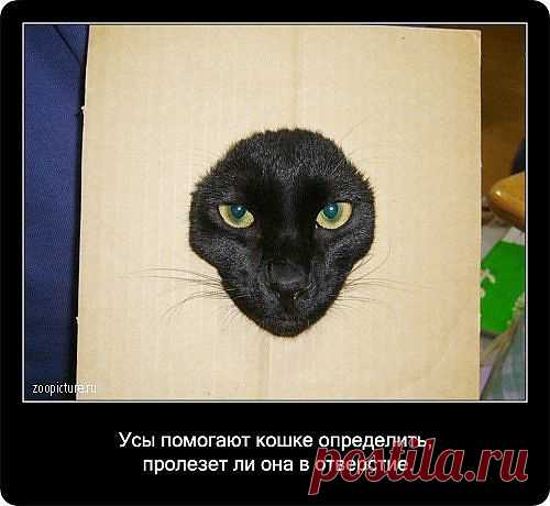 о кошках