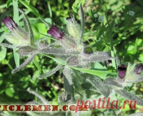 Чем полезен чернокорень?