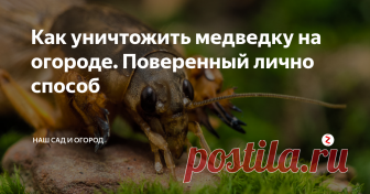 Как уничтожить медведку на огороде. Поверенный лично способ Не сложный метод избавления от медведки раз и навсегда!