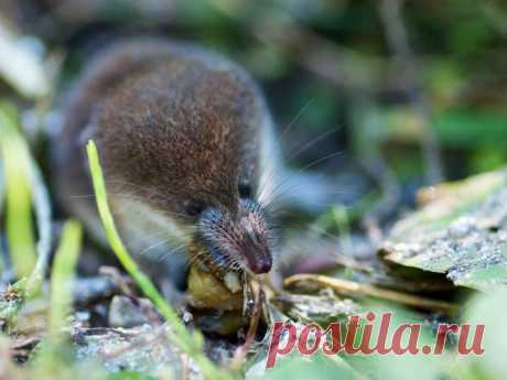 Землеройка: фото и описание, как бороться?