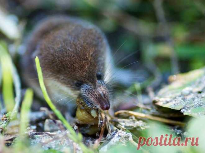 Землеройка: фото и описание, как бороться?