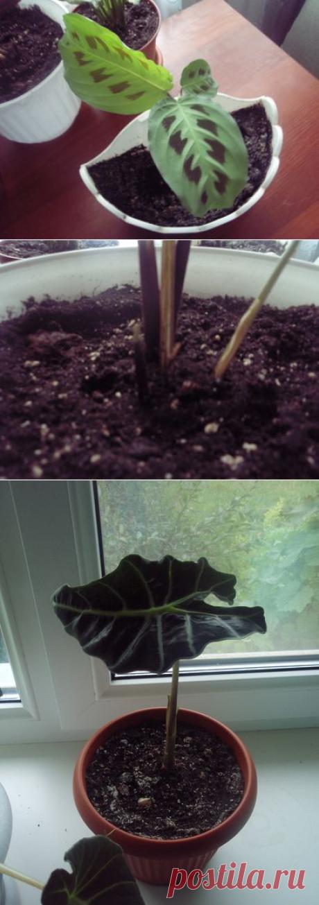 Рецепт чудо - раствора для самых безнадёжных цветов.