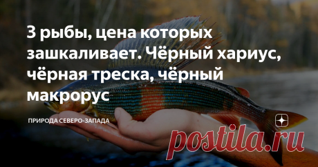 3 рыбы, цена которых зашкаливает. Чёрный хариус, чёрная треска, чёрный макрорус Посмотрим на чёрных рыб с деликатесным мясом и узнаем сколько же они стоят
