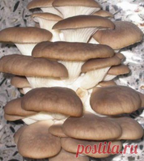 КАК ОБУСТРОИТЬ ПЛАНТАЦИЮ ВЕШЕНОК В САДУ И ОГОРОДЕ.