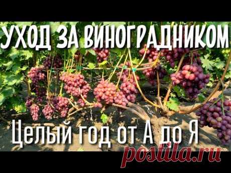 Сборник ВСЕХ работ на винограднике за год.Шпалера, подвязка, пасынкование, чеканка,обрезка и другое