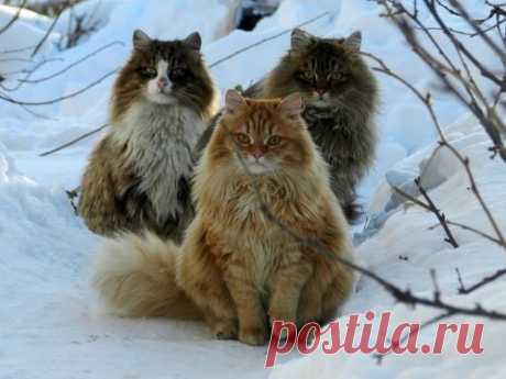 соперники