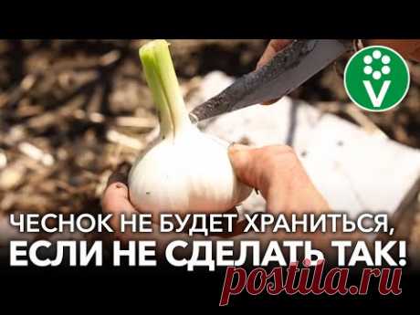ОБЯЗАТЕЛЬНО СДЕЛАЙТЕ ЭТО С ЧЕСНОКОМ И ЛУКОМ ПОСЛЕ ВЫКОПКИ, и они будут хорошо хранится всю зиму!