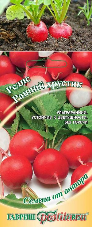 (+1) тема - Выращиваем сладкий редис на подоконнике | ОГОРОД БЕЗ ХЛОПОТ