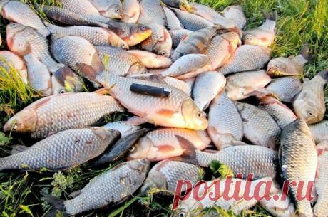 Карась , прикормка и советы. Углубляемся в тему прикормки. Часть 1