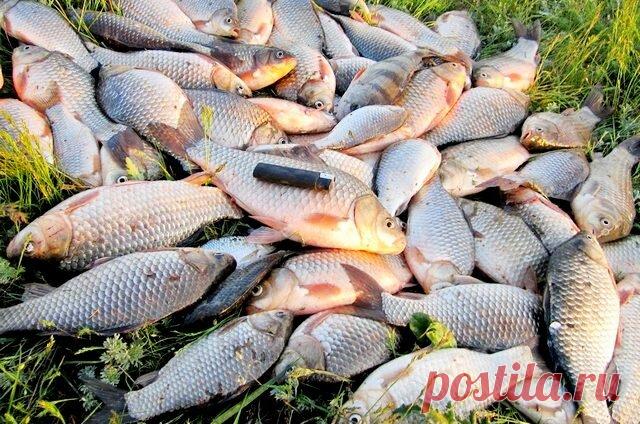 Карась , прикормка и советы. Углубляемся в тему прикормки. Часть 1