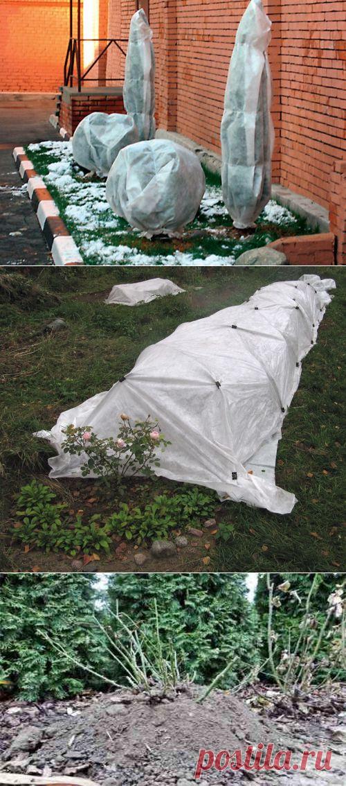 Еще об укрытии растений: защищаем гортензии, рододендроны, розы, хвойные