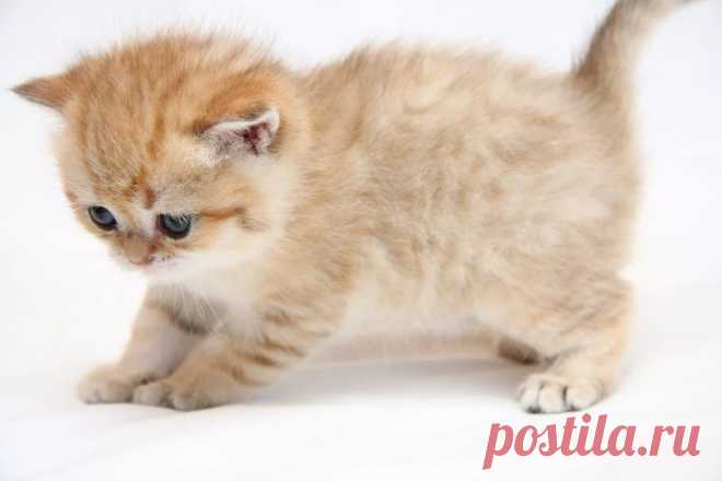 картинки кошек и котят: 22 тыс изображений найдено в Яндекс.Картинках