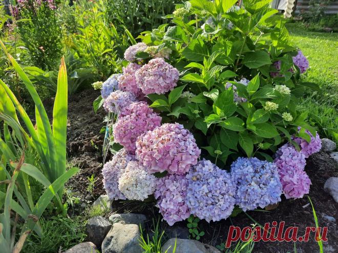 САМЫЕ КРАСИВЫЕ ГОРТЕНЗИИ В МОЕМ САДУ!!! | Садовый гид Лариса Зарубина | Дзен
