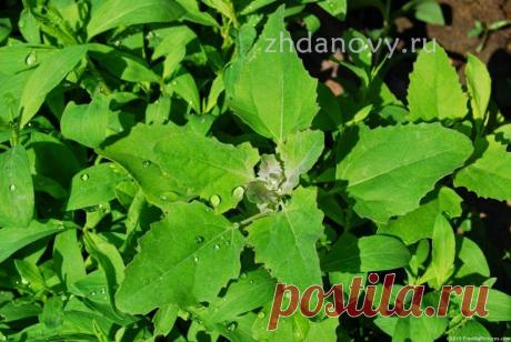 Лебеда и Киноа — Белок в чистом виде. Лебедянь и Баланда — Древняя каша. » Личный сайт Гаврила и Татьяны ЖДАНОВЫХ » https://zhdanovy.ru