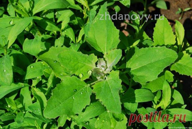 Лебеда и Киноа — Белок в чистом виде. Лебедянь и Баланда — Древняя каша. » Личный сайт Гаврила и Татьяны ЖДАНОВЫХ » http://zhdanovy.ru