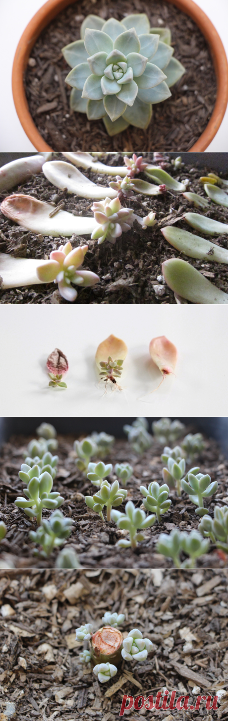 Propagating Succulents — Needles + Leaves