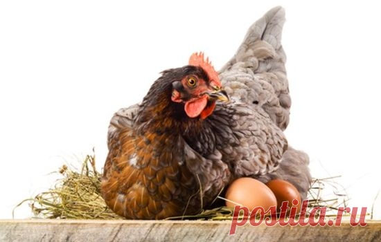 Изготовление гнёзд для кур несушек своими руками подробно, с фото,