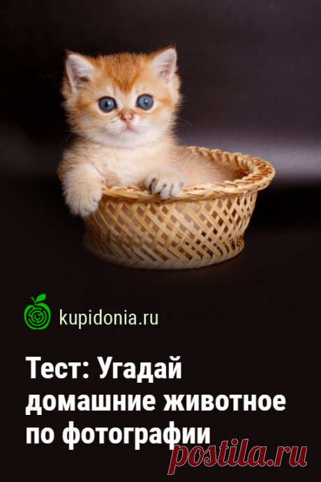 Тест: Угадай домашние животное по фотографии. Интересный тест о самых близких для нас представителях животного мира — домашних животных. Проверьте свои знания и визуальную память!