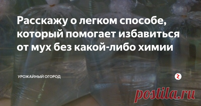 Расскажу о легком способе, который помогает избавиться от мух без какой-либо химии как избавиться от назойливых мух без применения какой-либо химии.
Я терпеть не могу мух в доме. Вот правда. Они жужжат, такие назойливые. Самое жуткое, что мухи - это вредители. Они распространяют инфекции.
Как-то мне посоветовала знакомый очень странный, даже смешной способ - как избавиться от мух без химии.