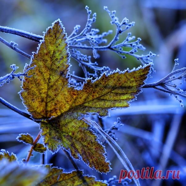 А в ноябре свинцовей по утрам...
А в ноябре ночами лучше спится...
Последний лист, как раненная птица
Слетает в ноги к сонным тополям.

А в ноябре пронзительней ветра,
И в воздухе особенная льдистость.
И землю осыпает серебристость,
Как пепел от погасшего костра.

Оксана Залилова