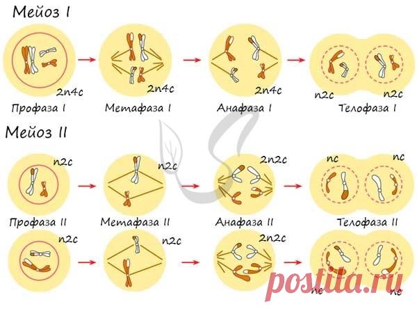 Мейоз I и мейоз II  с набором хромосом (n) и ДНК (c) по стадиям