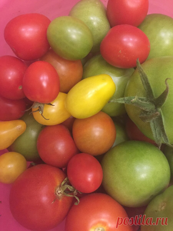 Маринованные помидоры на зиму 