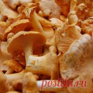 10 самых популярных съедобных грибов