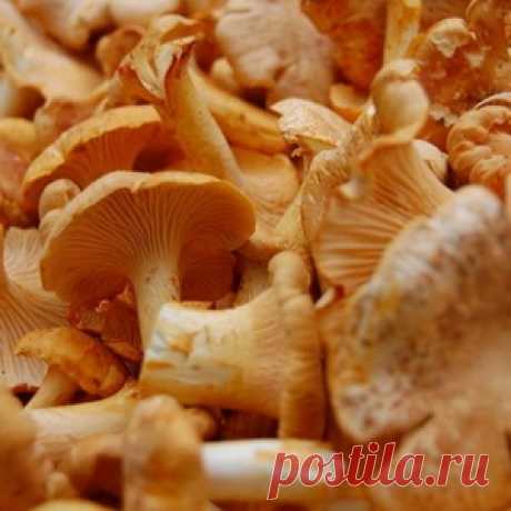 10 самых популярных съедобных грибов