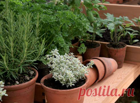 Как вырастить на подоконнике ароматную зелень