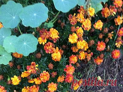 Бархатцы Полезные свойства — Здоровье и красота от природы