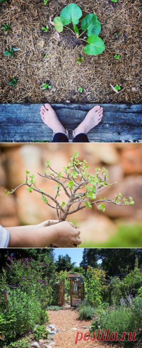 Пермакультура - Органическое земледелие. 12 основных принципов