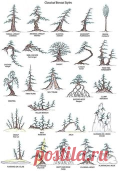 Bonsai Styles