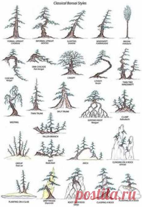 Bonsai Styles