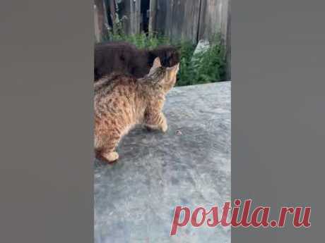 Спасибо за просмотр!Присоединяйтесь к нам в соцсетях 😻  https://meconnect.ru/smartcatstv.onlineклипы под музыку https://www.youtube.com/watch?v=ktbNgxKR-Rg&...