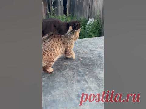Спасибо за просмотр!Присоединяйтесь к нам в соцсетях 😻  https://meconnect.ru/smartcatstv.onlineклипы под музыку https://www.youtube.com/watch?v=ktbNgxKR-Rg&...