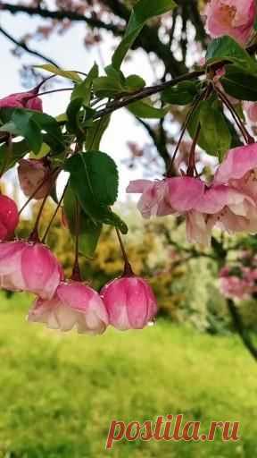🦋 Flowers NATURE & YOU [Vídeo] | Imagens de flores, Flor de cerejeira, Flores