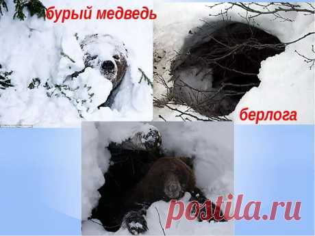 медведь зимой фото в берлоге — Яндекс: нашлось 7 млн результатов