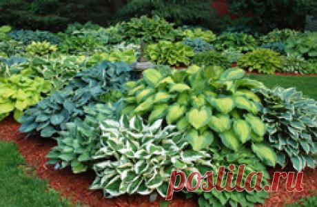 Почему хоста меняет цвет / Асиенда.ру