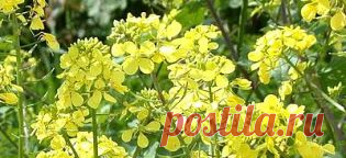 Горчица подкормит грядки