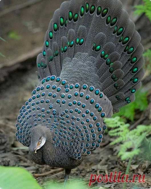 мню - Google+