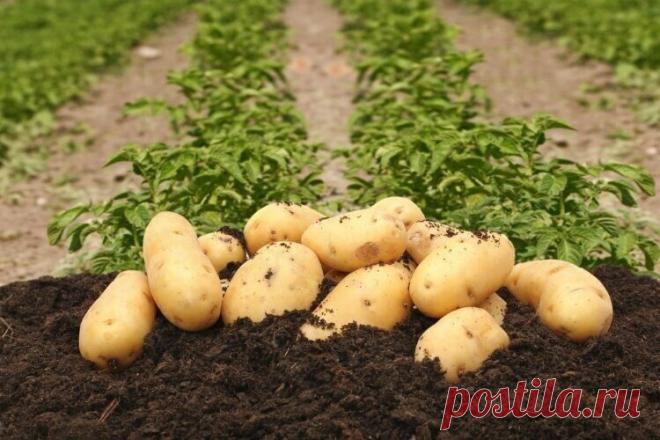 Ошибки при посадке картофеля, из-за которых урожай картошки будет никаким, или как правильно сажать картофель | Дачники Огородники | Яндекс Дзен