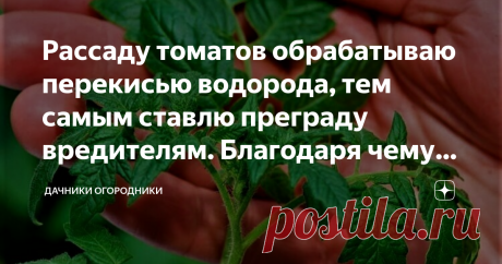 Рассаду томатов обрабатываю перекисью водорода, тем самым ставлю преграду вредителям. Благодаря чему урожай вырастает отменный - Необходимо из флакона налить половинку рюмки перекиси;
- В ёмкость с литром воды (вода должна быть комнатной температуры) вливаем пол рюмки перекиси;
- Размешиваем;
- Наливаем получившийся, ослабленный раствор перекиси водорода в пульверизатор;
- И из пульверизатора проводим опрыскивание всех листочков, стебельков и веточек рассады.
Такую обработ...