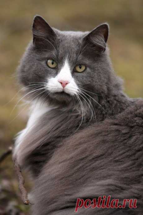 Кот