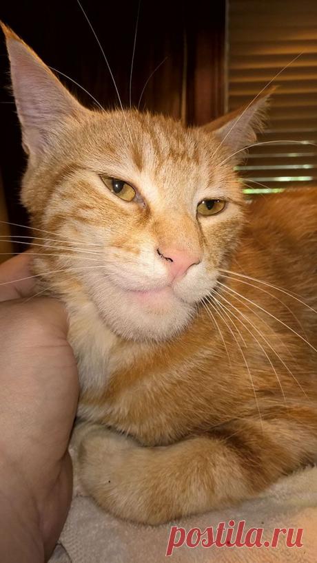 Не повезло: 19 ужаленных кошек, проигравших битву с пчелами